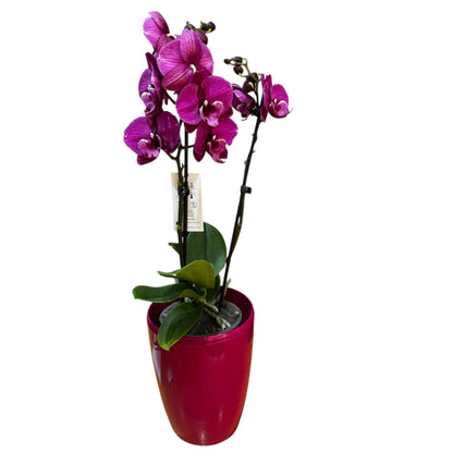 8️⃣0️⃣. Premium Phalaenopsis Orchid Collection – Mixed Colours, 2-Spike Selection (12 cm Pot, 40–60 cm Tall)