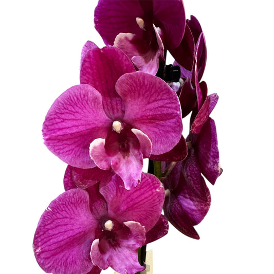 8️⃣0️⃣. Premium Phalaenopsis Orchid Collection – Mixed Colours, 2-Spike Selection (12 cm Pot, 40–60 cm Tall)