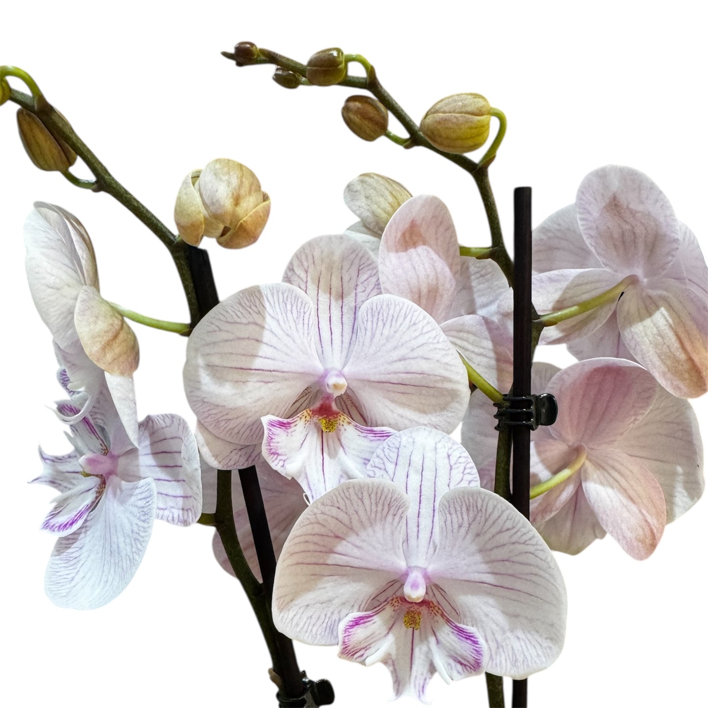 102. Phalaenopsis  Ambon - BIG LIP ORCHID