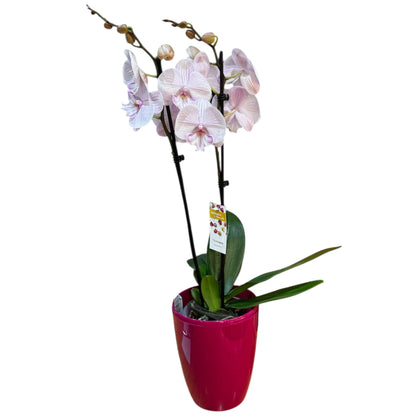 102. Phalaenopsis  Ambon - BIG LIP ORCHID