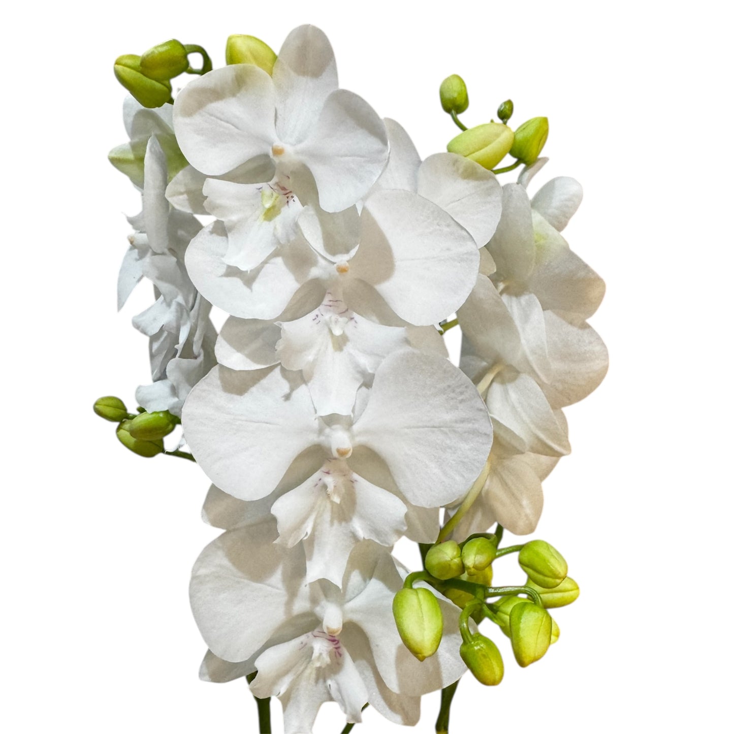 1️⃣2️⃣. Big Lip Orchid Mix – 60–65cm Tall  Exotic Phalaenopsis