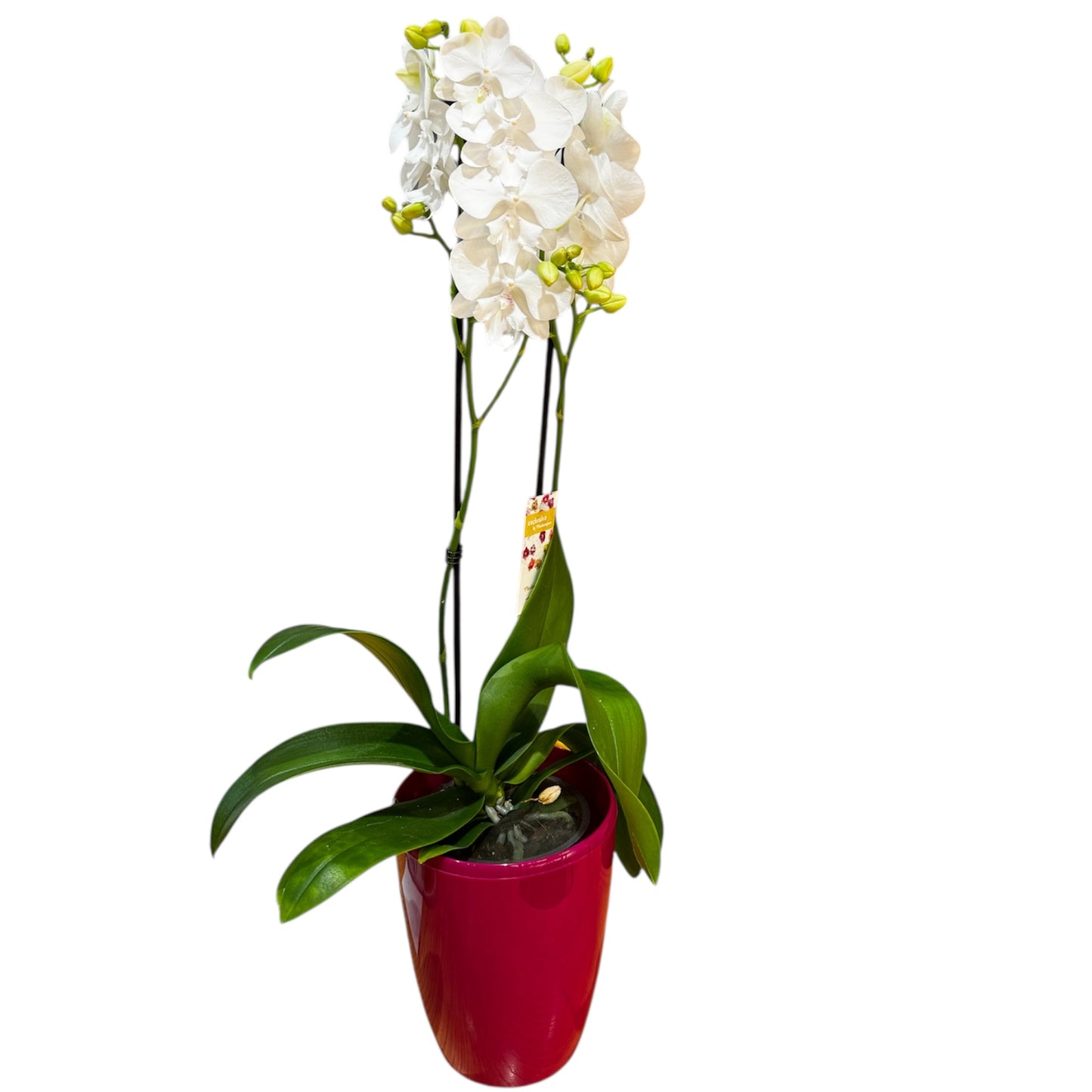1️⃣2️⃣. Big Lip Orchid Mix – 60–65cm Tall  Exotic Phalaenopsis