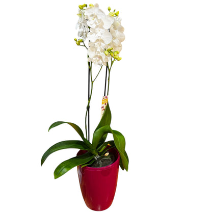 1️⃣2️⃣. Big Lip Orchid Mix – 60–65cm Tall  Exotic Phalaenopsis