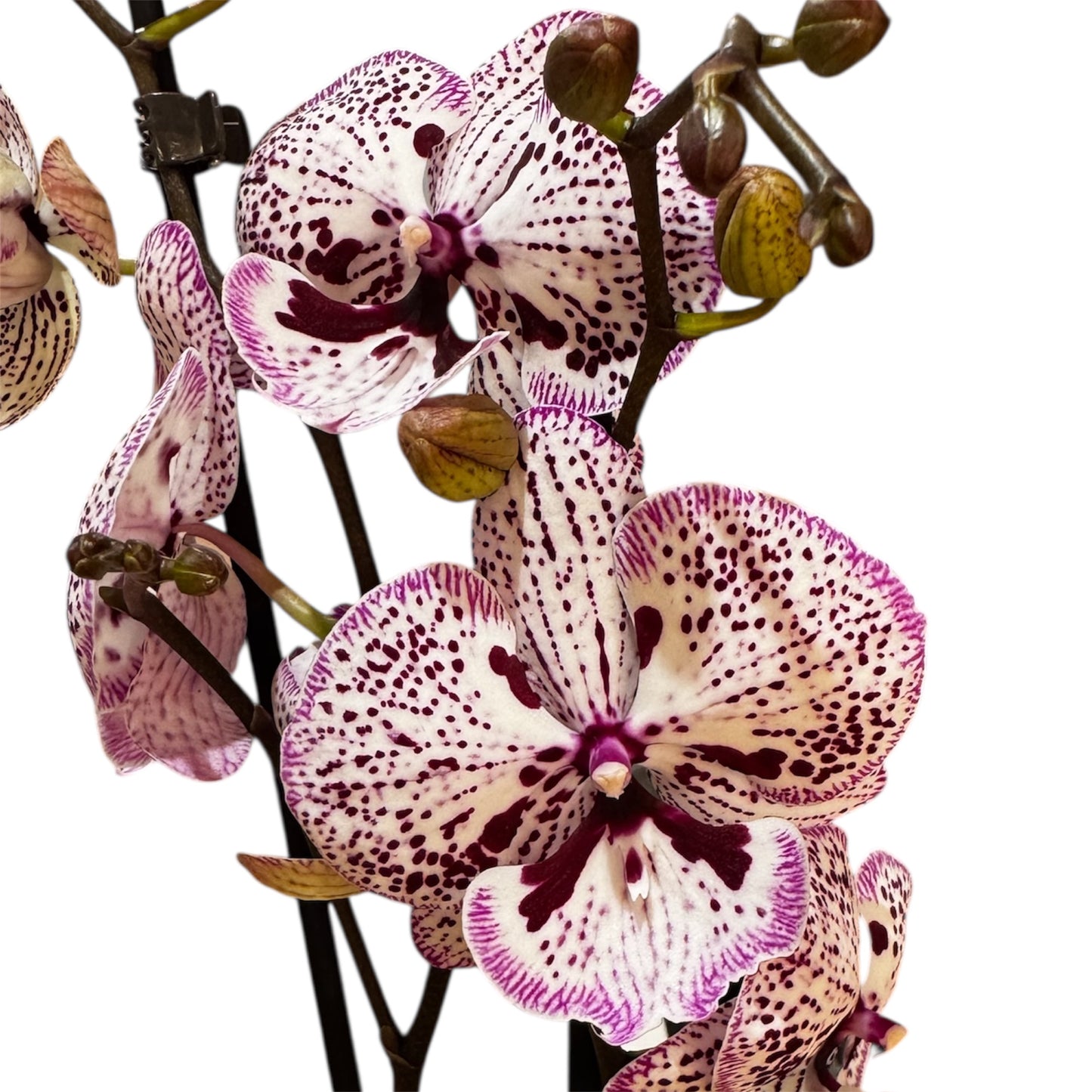 1️⃣2️⃣. Big Lip Orchid Mix – 60–65cm Tall  Exotic Phalaenopsis