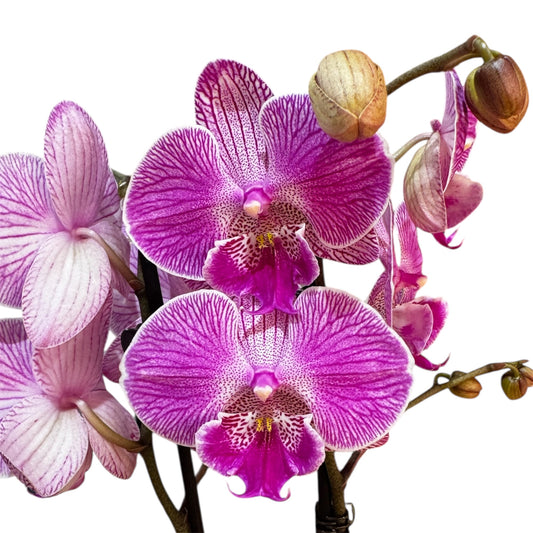 1️⃣2️⃣. Big Lip Orchid Mix – 60–65cm Tall  Exotic Phalaenopsis