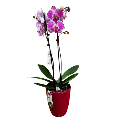 1️⃣2️⃣. Big Lip Orchid Mix – 60–65cm Tall  Exotic Phalaenopsis