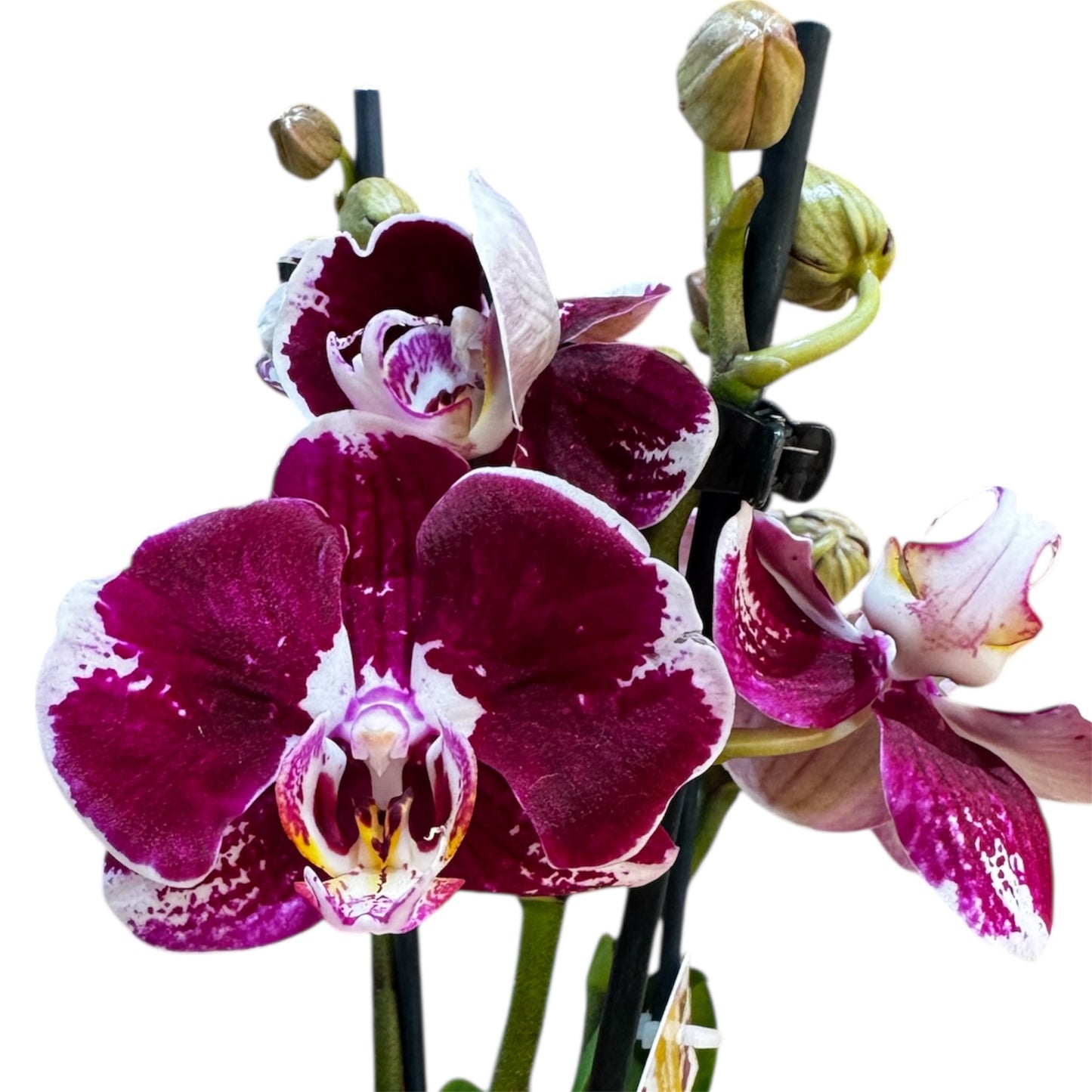 8️⃣0️⃣. Premium Phalaenopsis Orchid Collection – Mixed Colours, 2-Spike Selection (12 cm Pot, 40–60 cm Tall)