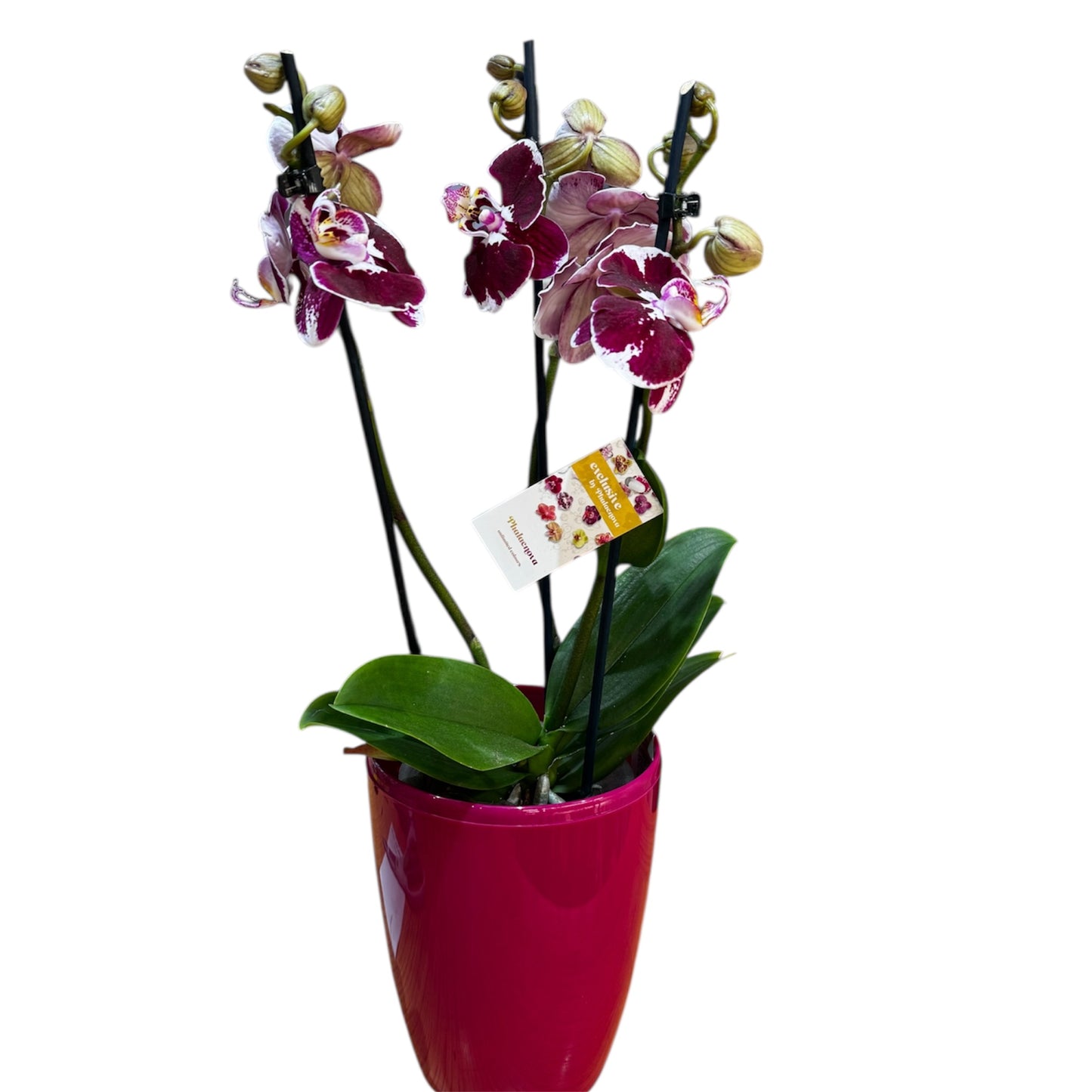 8️⃣0️⃣. Premium Phalaenopsis Orchid Collection – Mixed Colours, 2-Spike Selection (12 cm Pot, 40–60 cm Tall)