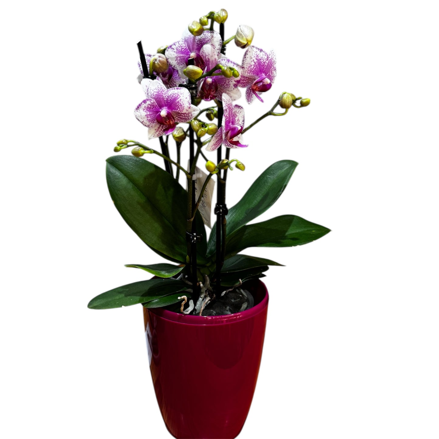 8️⃣0️⃣. Premium Phalaenopsis Orchid Collection – Mixed Colours, 2-Spike Selection (12 cm Pot, 40–60 cm Tall)