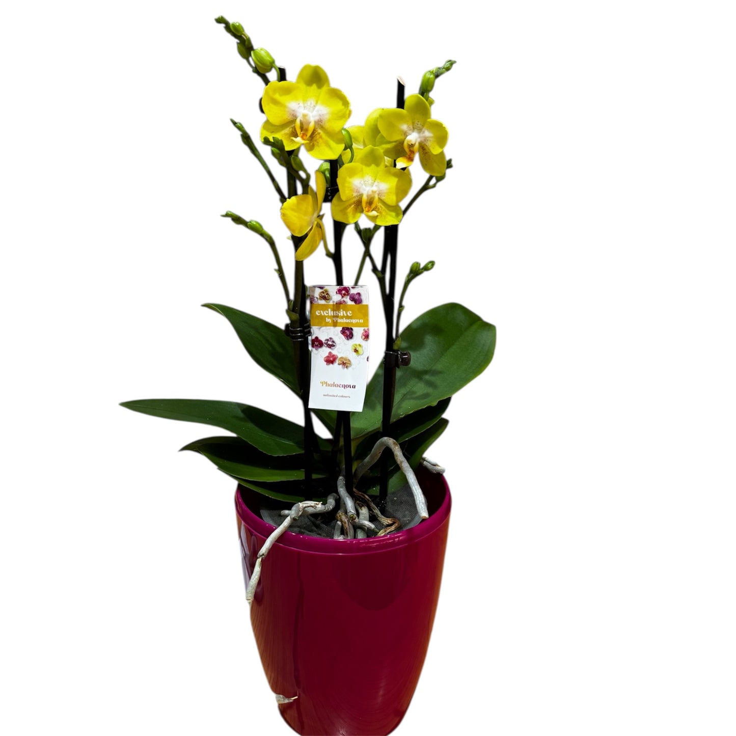 2️⃣9️⃣.  ‘Arezzo’ Orchid– 45–50cm Tall | 12cm Nursery Pot | Live Flowering Indoor Plant