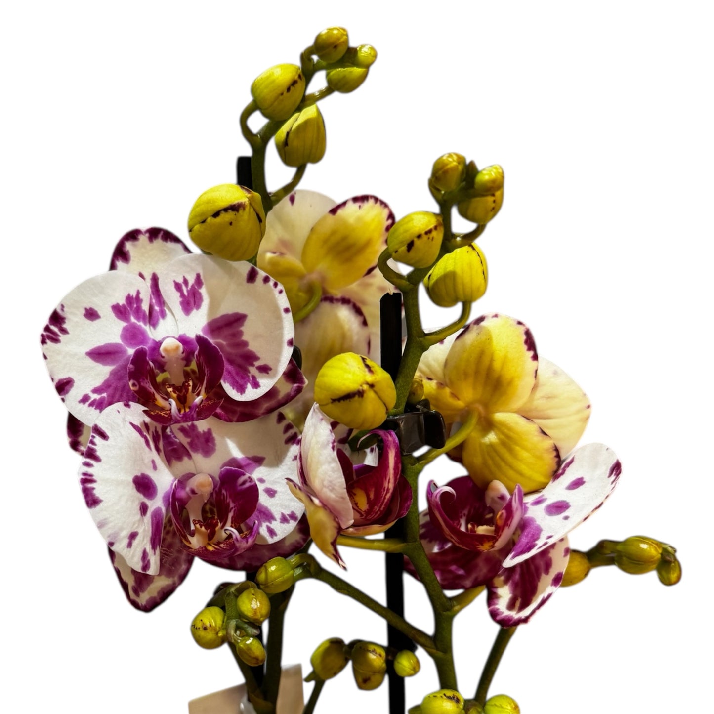 8️⃣0️⃣. Premium Phalaenopsis Orchid Collection – Mixed Colours, 2-Spike Selection (12 cm Pot, 40–60 cm Tall)
