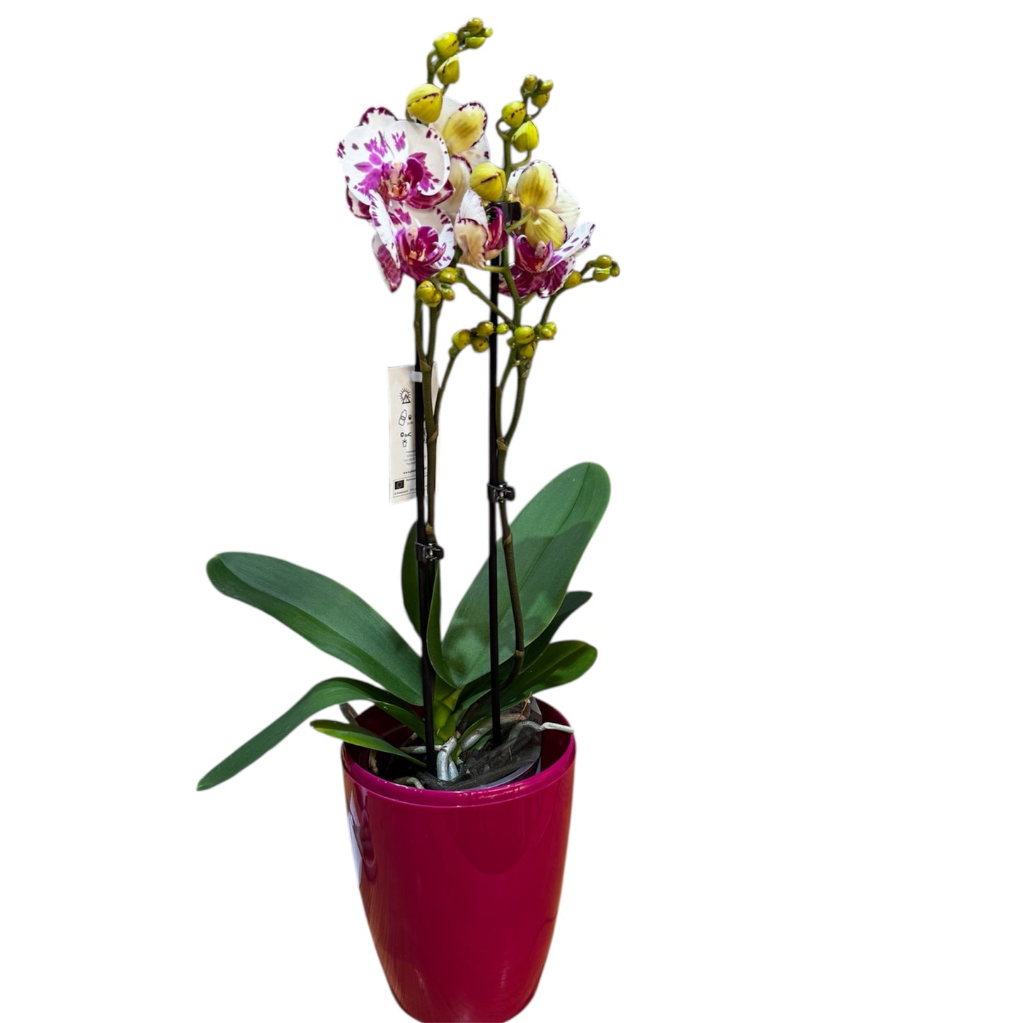 8️⃣0️⃣. Premium Phalaenopsis Orchid Collection – Mixed Colours, 2-Spike Selection (12 cm Pot, 40–60 cm Tall)
