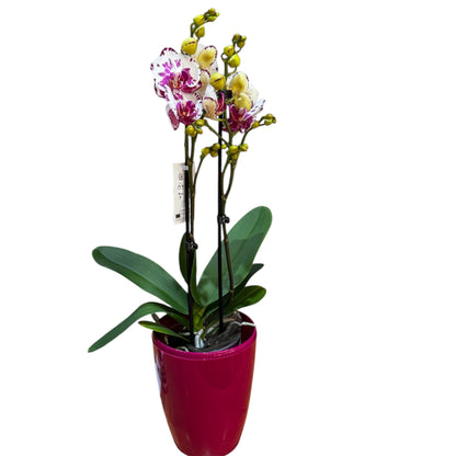 8️⃣0️⃣. Premium Phalaenopsis Orchid Collection – Mixed Colours, 2-Spike Selection (12 cm Pot, 40–60 cm Tall)