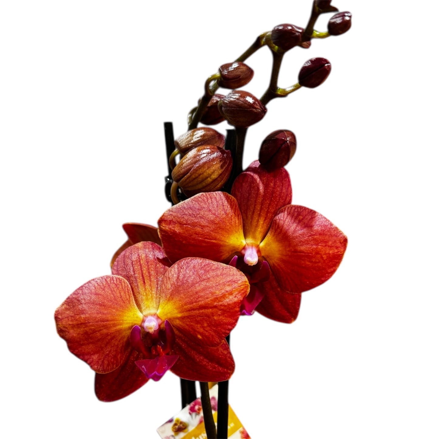 8️⃣0️⃣. Premium Phalaenopsis Orchid Collection – Mixed Colours, 2-Spike Selection (12 cm Pot, 40–60 cm Tall)