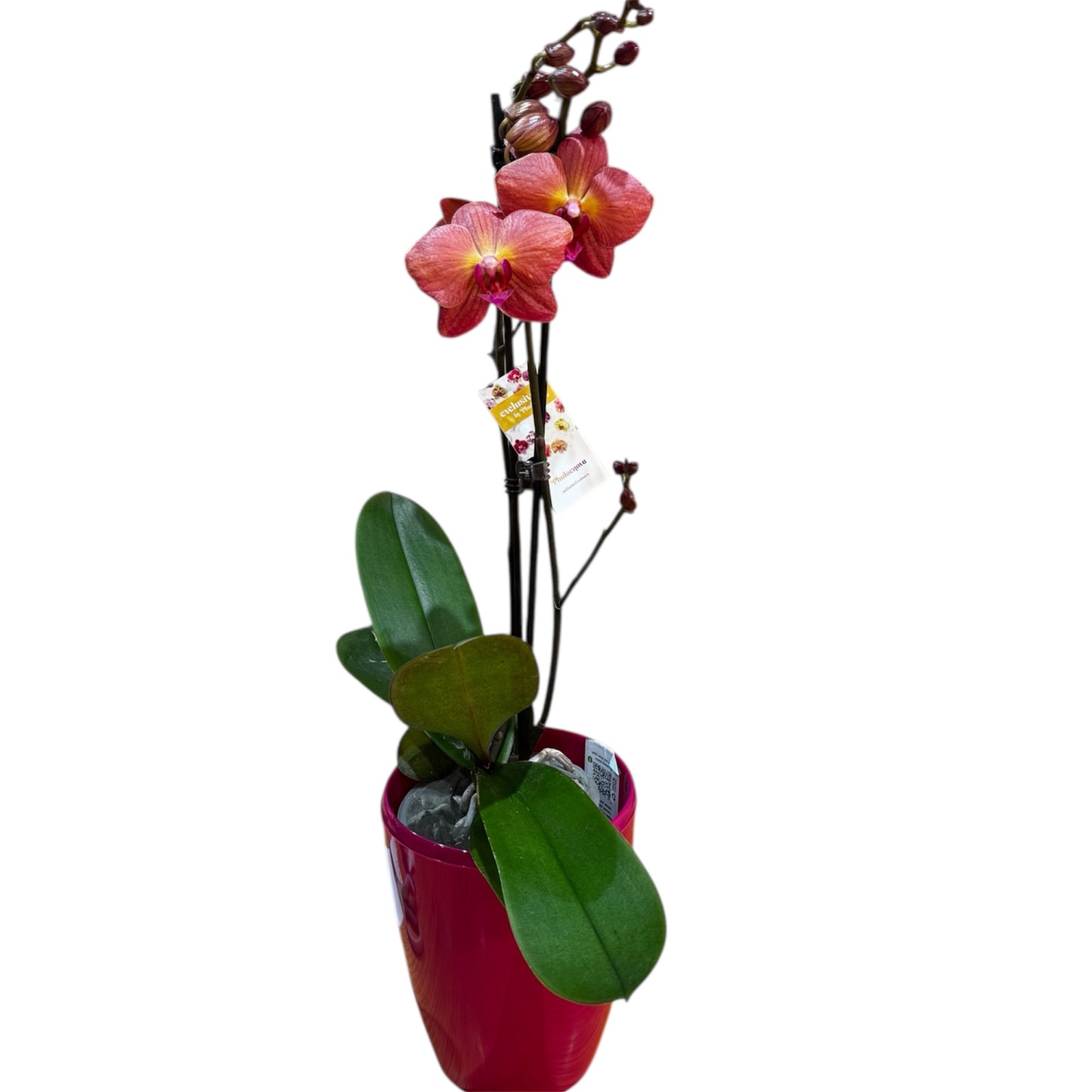 8️⃣0️⃣. Premium Phalaenopsis Orchid Collection – Mixed Colours, 2-Spike Selection (12 cm Pot, 40–60 cm Tall)