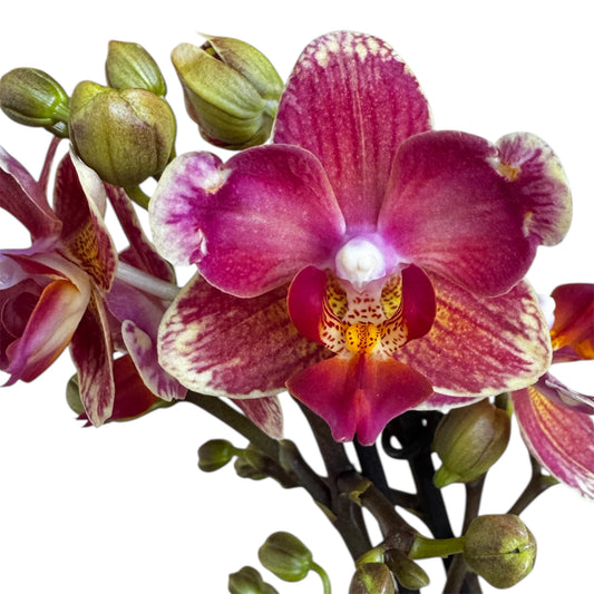 8️⃣4️⃣. Bowdion Peloric Phalaenopsis Orchid – 12 cm Pot, 45 cm Tall