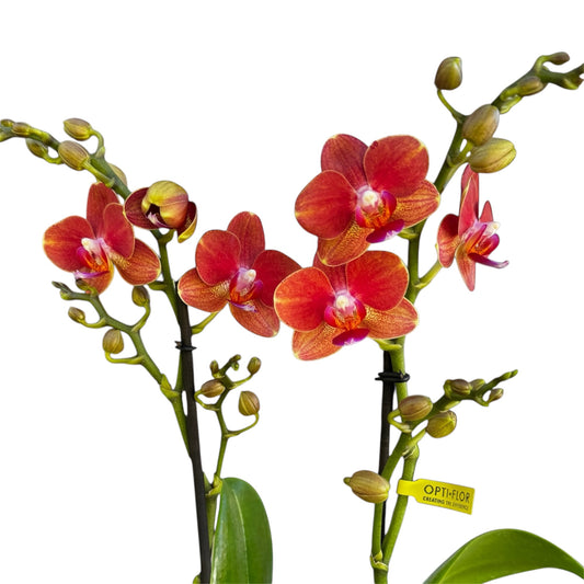 7️⃣1️⃣. Thor Phalaenopsis Orchid – 2 Spike Variety (12 cm Pot, 45 cm Tall)