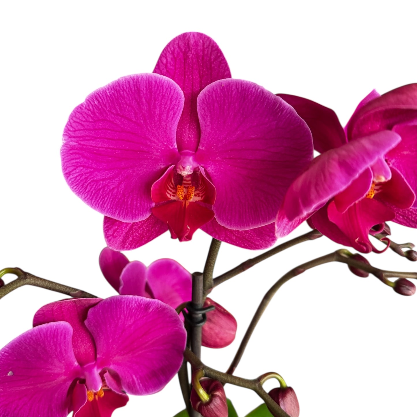 8️⃣6️⃣. Optistar Hollywood Mix 2 Spike Orchids