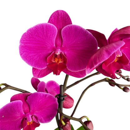 8️⃣6️⃣. Optistar Hollywood Mix 2 Spike Orchids