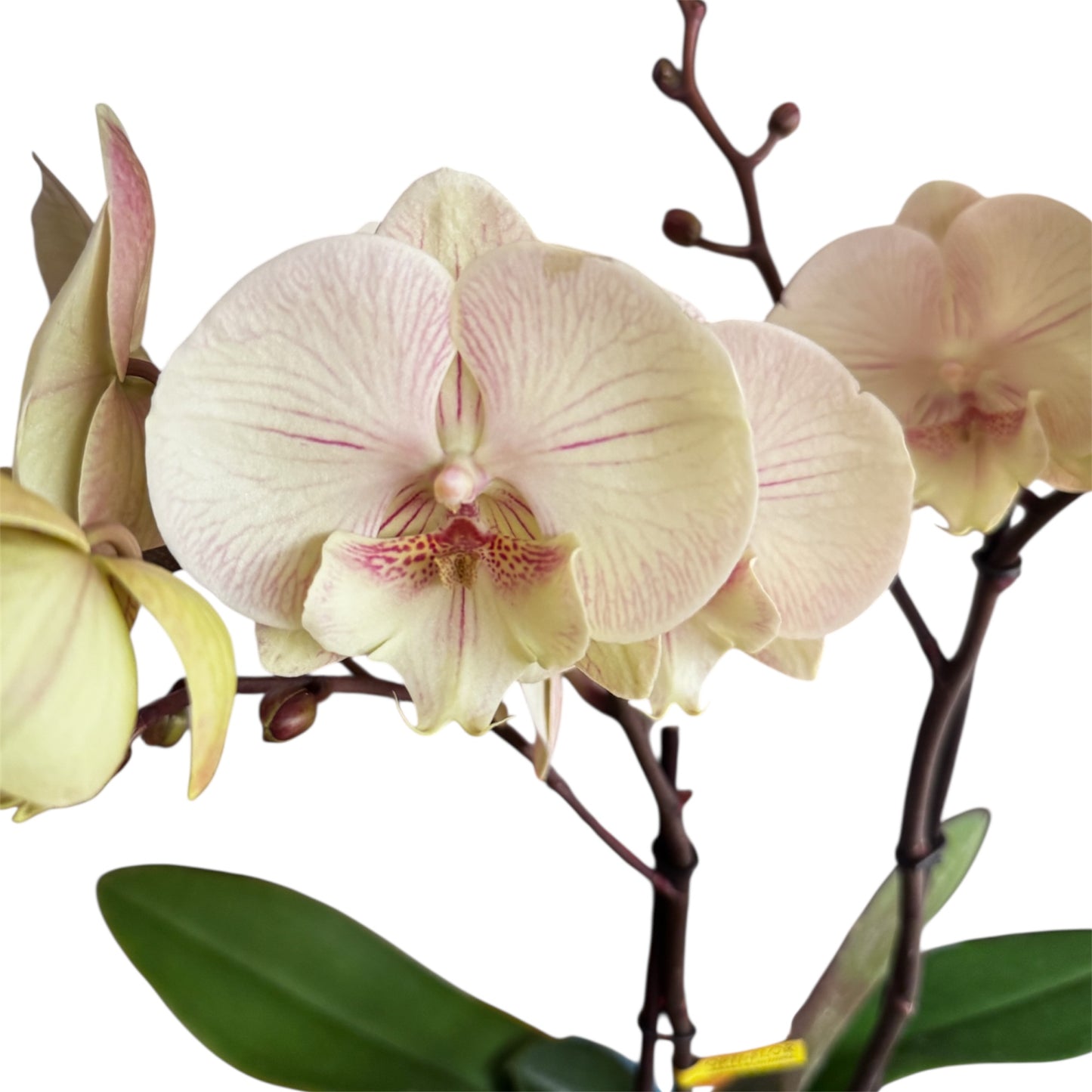 8️⃣6️⃣. Optistar Hollywood Mix 2 Spike Orchids