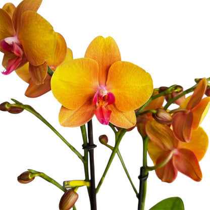 8️⃣6️⃣. Optistar Hollywood Mix 2 Spike Orchids