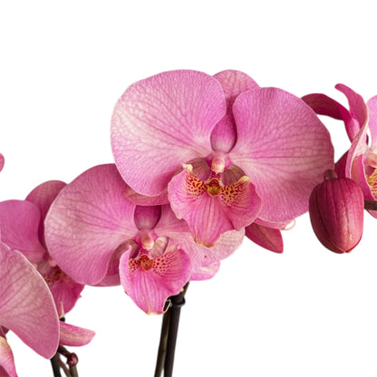 8️⃣6️⃣. Optistar Hollywood Mix 2 Spike Orchids