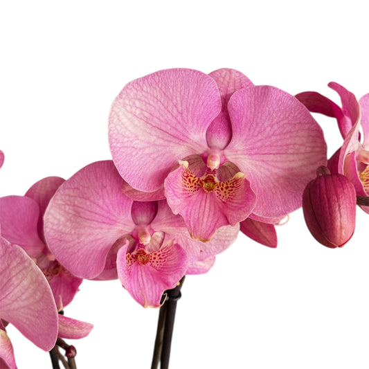 8️⃣6️⃣. Optistar Hollywood Mix 2 Spike Orchids