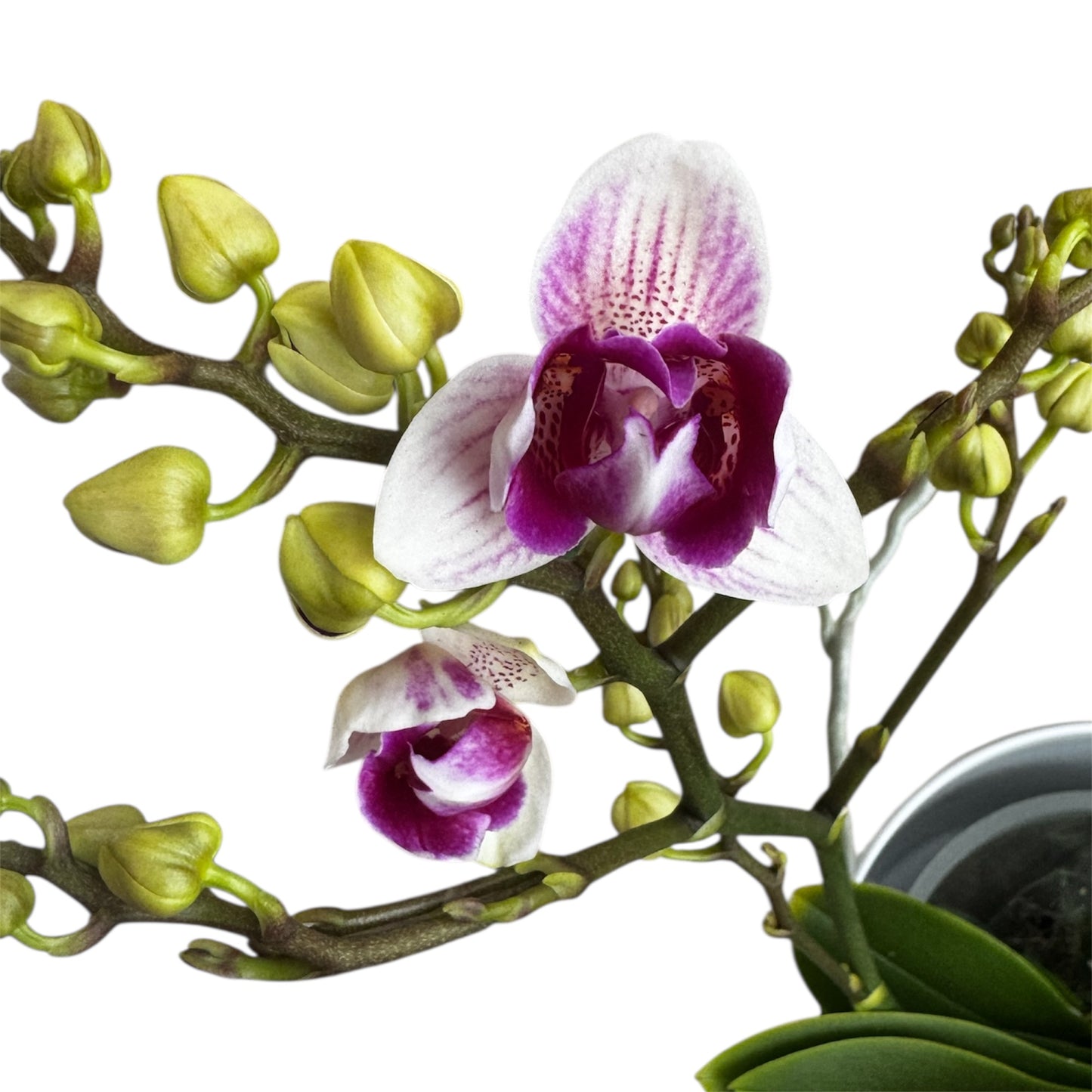 8️⃣8️⃣. Little Gem Peloric (3-Lip) – Phalaenopsis Orchid 45 cm Tall | 12 cm Nursery Pot | Rare Peloric Variety