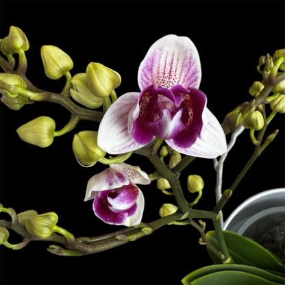 8️⃣8️⃣. Little Gem Peloric (3-Lip) – Phalaenopsis Orchid 45 cm Tall | 12 cm Nursery Pot | Rare Peloric Variety