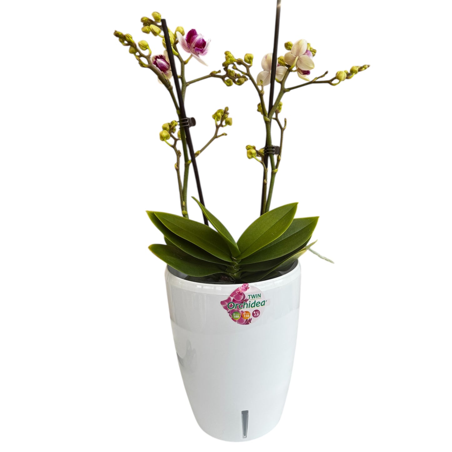 8️⃣8️⃣. Little Gem Peloric (3-Lip) – Phalaenopsis Orchid 45 cm Tall | 12 cm Nursery Pot | Rare Peloric Variety