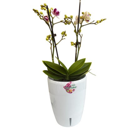 8️⃣8️⃣. Little Gem Peloric (3-Lip) – Phalaenopsis Orchid 45 cm Tall | 12 cm Nursery Pot | Rare Peloric Variety