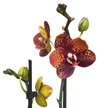 8️⃣6️⃣. Reyoung Lava – Limited Phalaenopsis Live Orchid (45 cm Tall, 12 cm Nursery Pot)