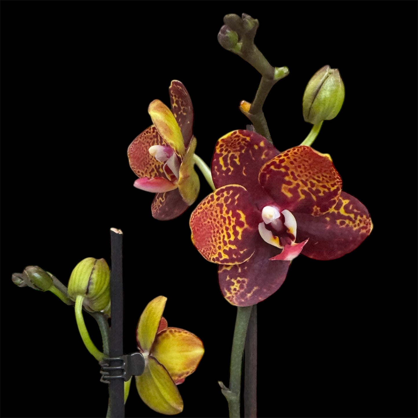 8️⃣6️⃣. Reyoung Lava – Limited Phalaenopsis Live Orchid (45 cm Tall, 12 cm Nursery Pot)