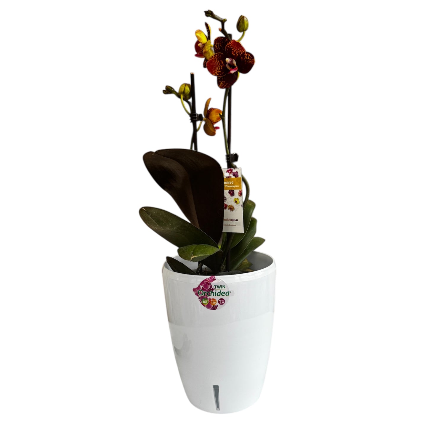 8️⃣6️⃣. Reyoung Lava – Limited Phalaenopsis Live Orchid (45 cm Tall, 12 cm Nursery Pot)
