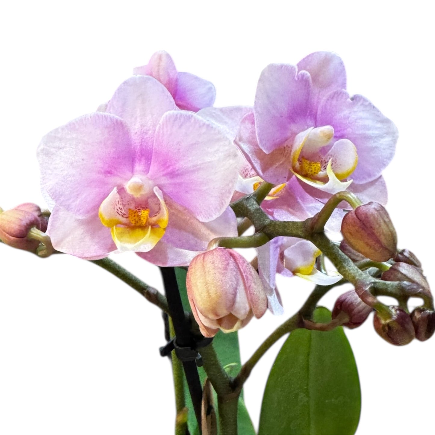 8️⃣9️⃣. Chanel – Small Phalaenopsis Orchid 40 cm Tall | 9 cm Nursery Pot | Soft Pink Small-Size Variety