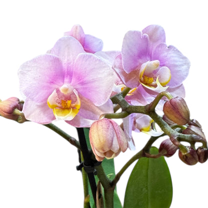 8️⃣9️⃣. Chanel – Small Phalaenopsis Orchid 40 cm Tall | 9 cm Nursery Pot | Soft Pink Small-Size Variety