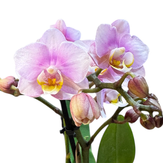 8️⃣9️⃣. Chanel – Small Phalaenopsis Orchid 40 cm Tall | 9 cm Nursery Pot | Soft Pink Small-Size Variety