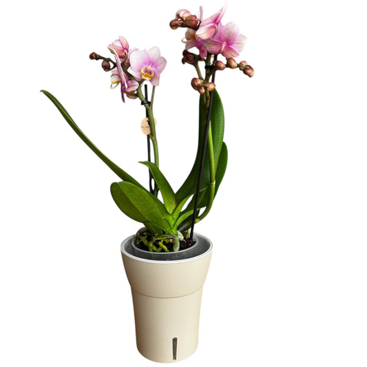 8️⃣9️⃣. Chanel – Small Phalaenopsis Orchid 40 cm Tall | 9 cm Nursery Pot | Soft Pink Small-Size Variety