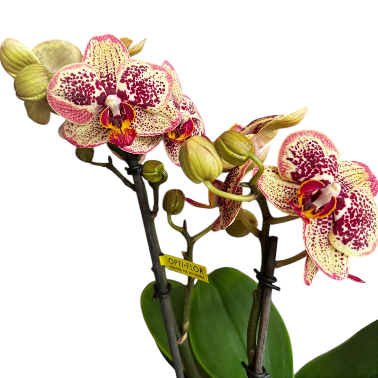 6️⃣4️⃣. Tama Phalaenopsis Orchid – 50 cm Tall (12 cm Nursery Pot)