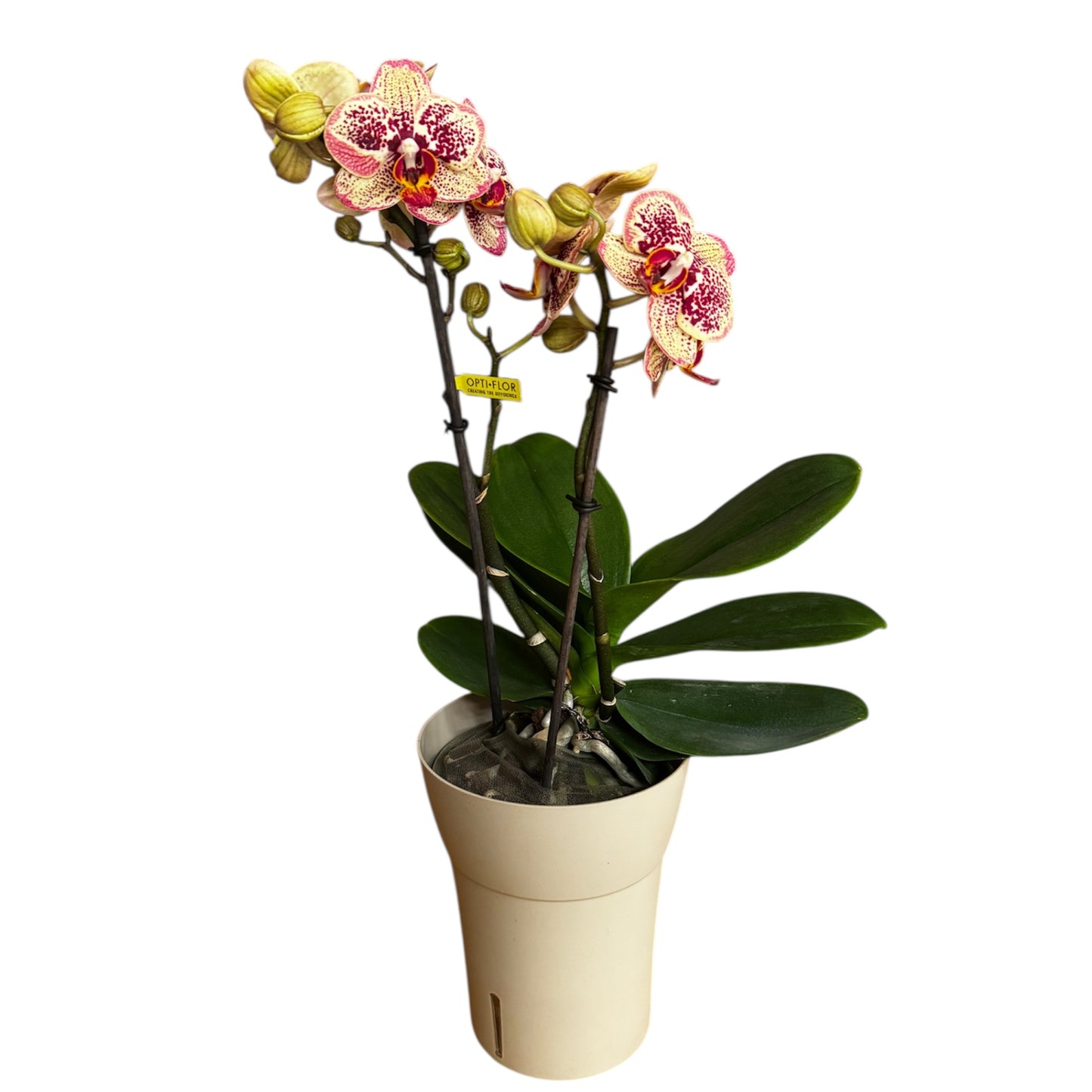 6️⃣4️⃣. Tama Phalaenopsis Orchid – 50 cm Tall (12 cm Nursery Pot)
