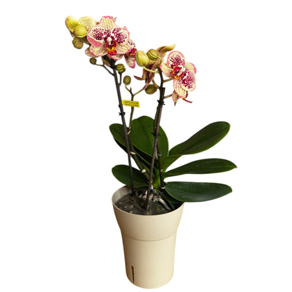 6️⃣4️⃣. Tama Phalaenopsis Orchid – 50 cm Tall (12 cm Nursery Pot)
