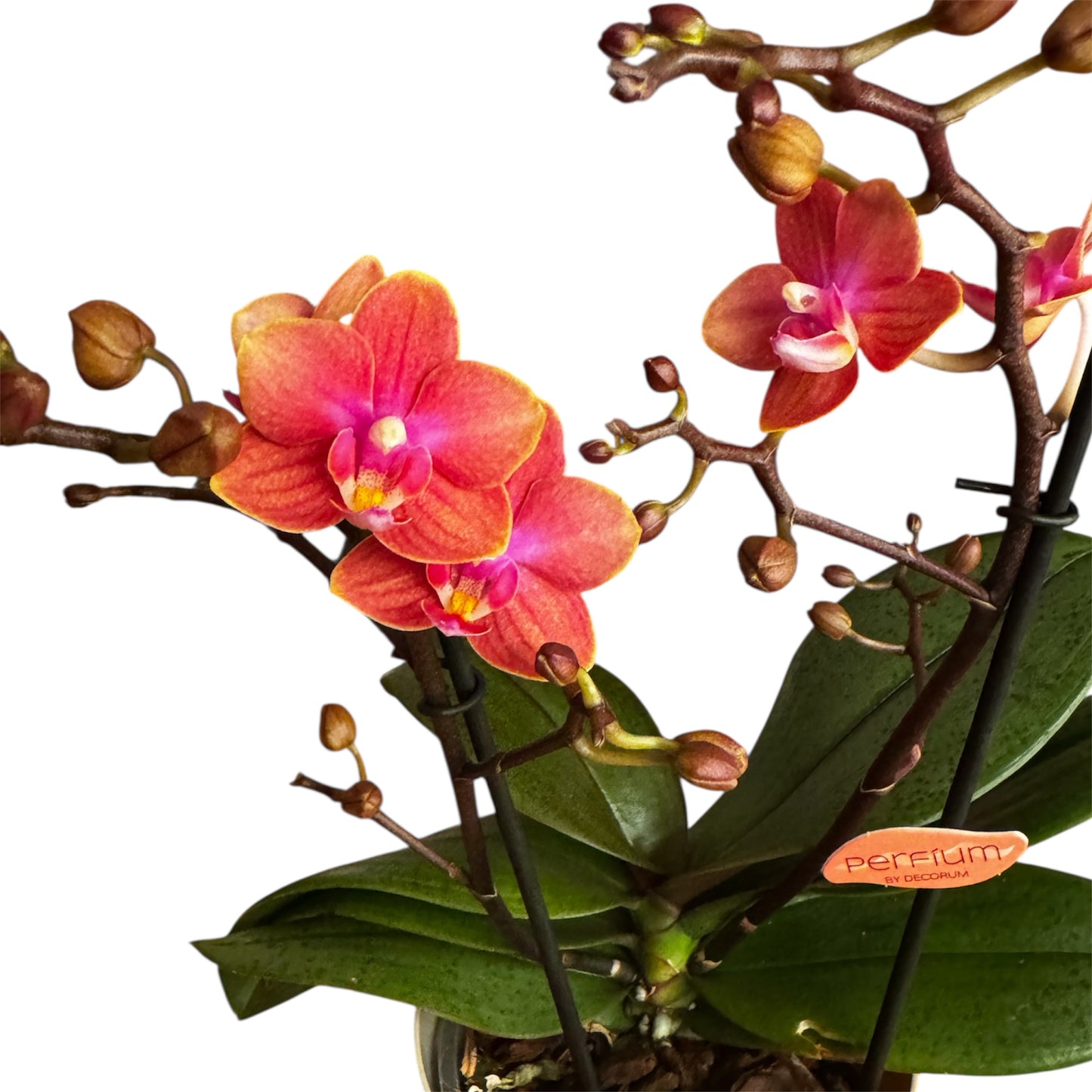 2️⃣6️⃣. SCENTED SMALL multiflora orchid-TIGER leaves