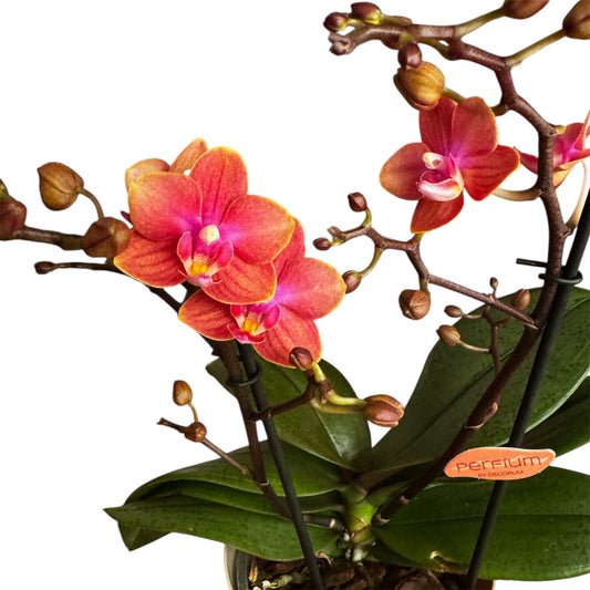 2️⃣6️⃣. SCENTED SMALL multiflora orchid-TIGER leaves