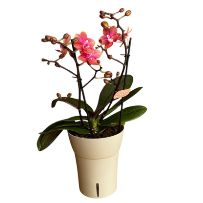 2️⃣6️⃣. SCENTED SMALL multiflora orchid-TIGER leaves