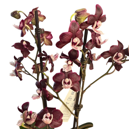 6️⃣3️⃣. 🖤 Black Widow Live Orchid – Dark Purple Orchid Rare Phalaenopsis –  (12 cm Pot, 55 cm Tall)
