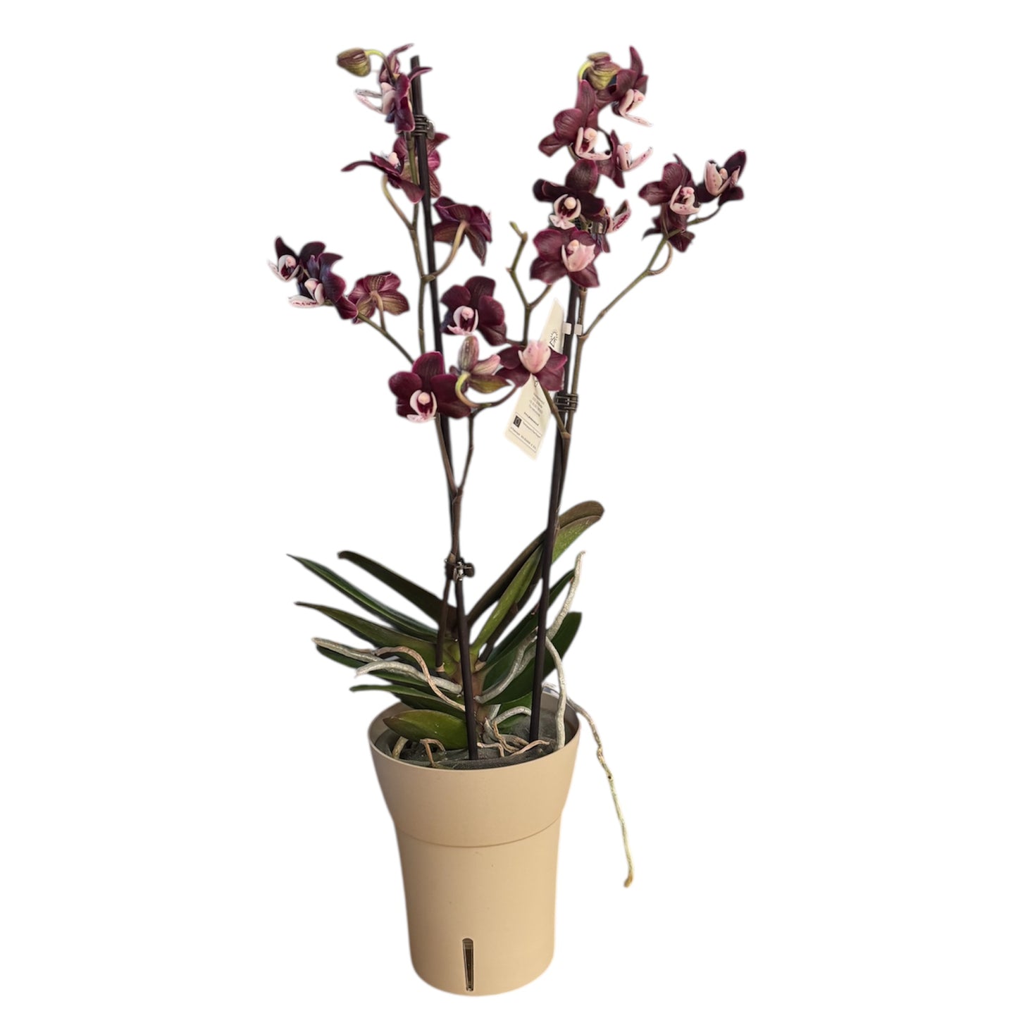 6️⃣3️⃣. 🖤 Black Widow Live Orchid – Dark Purple Orchid Rare Phalaenopsis –  (12 cm Pot, 55 cm Tall)