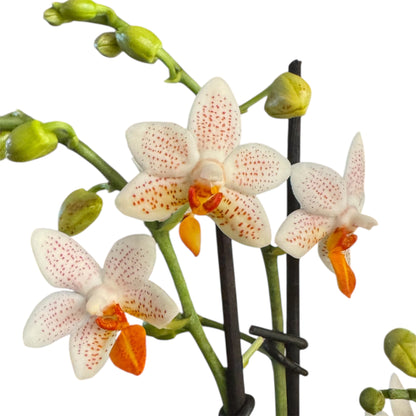 2️⃣5️⃣. Mini Mark Live Orchid Phalaenopsis– Rare Spotted Variety (12 cm Pot, 35–45 cm Tall)