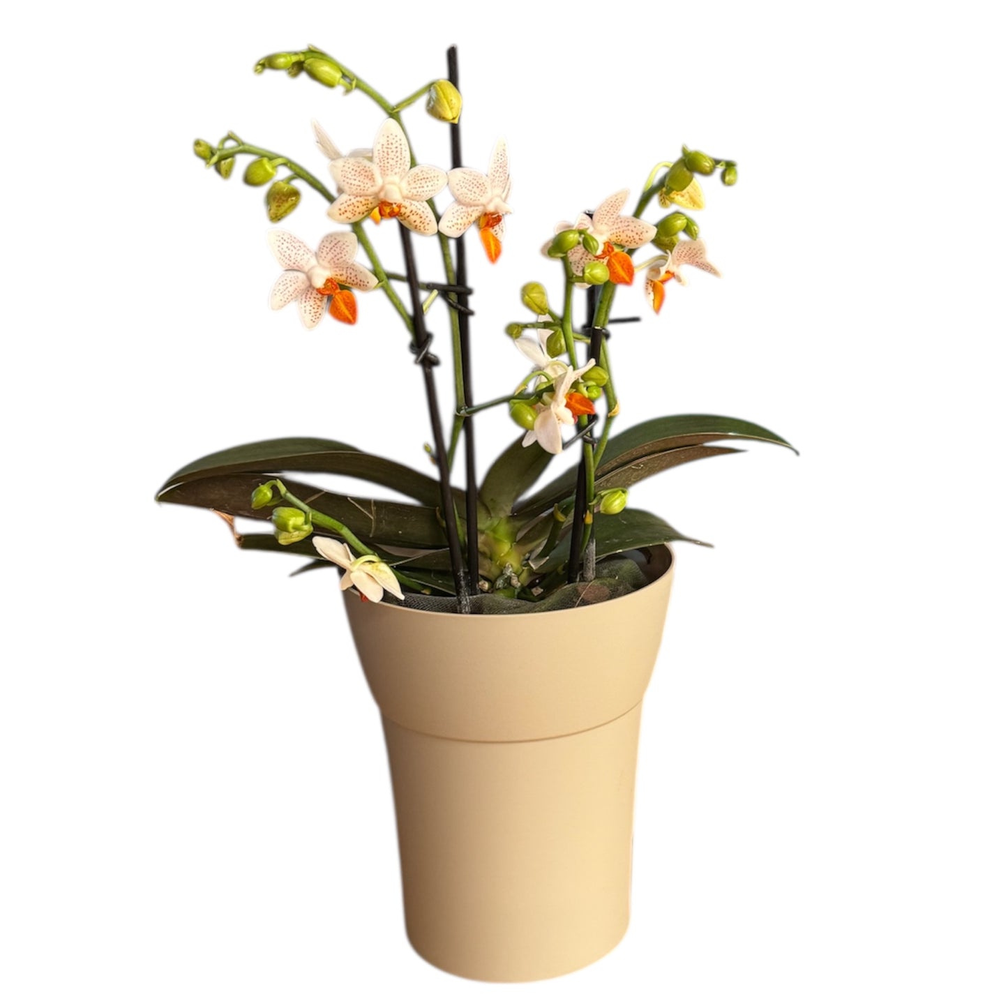 2️⃣5️⃣. Mini Mark Live Orchid Phalaenopsis– Rare Spotted Variety (12 cm Pot, 35–45 cm Tall)