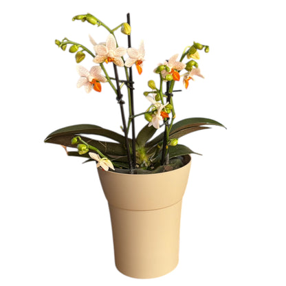 2️⃣5️⃣. Mini Mark Live Orchid Phalaenopsis– Rare Spotted Variety (12 cm Pot, 35–45 cm Tall)
