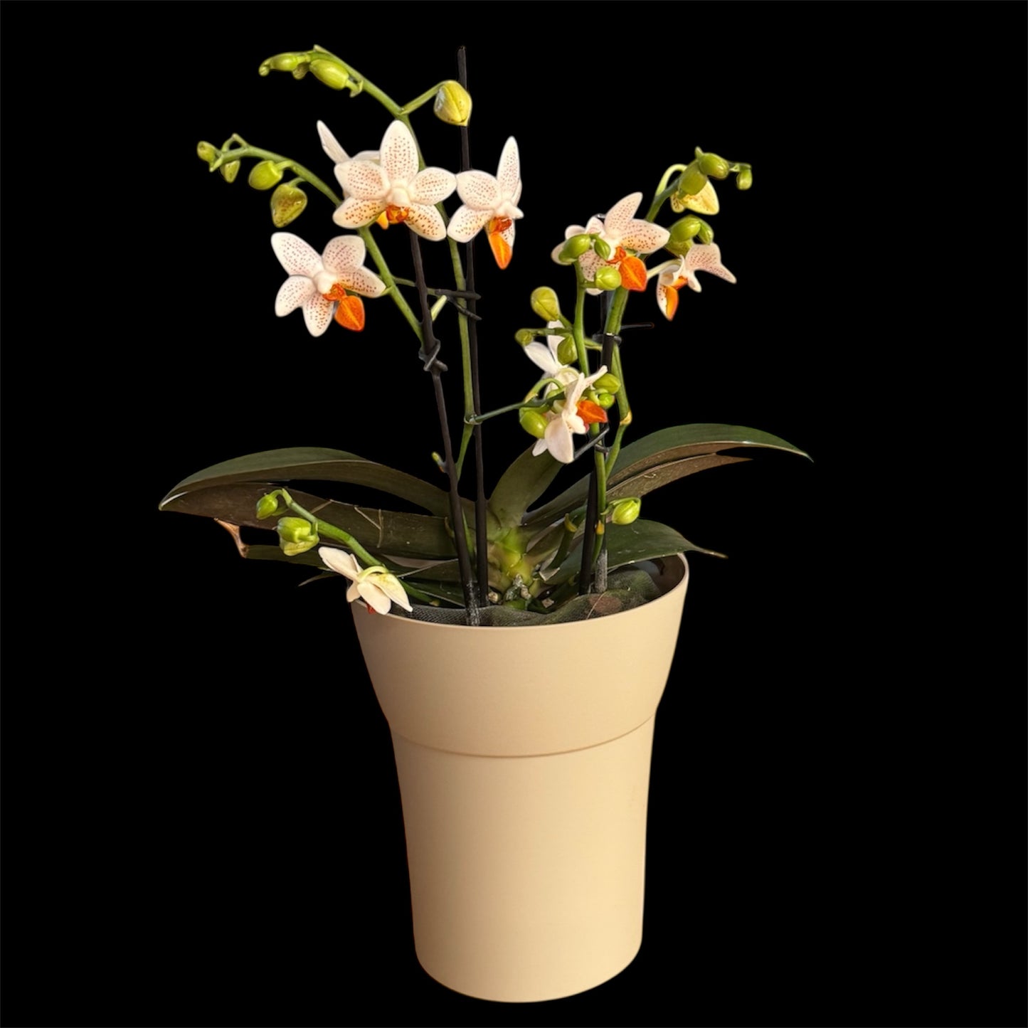 2️⃣5️⃣. Mini Mark Live Orchid Phalaenopsis– Rare Spotted Variety (12 cm Pot, 35–45 cm Tall)